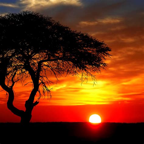 African Sunset 2 betsul