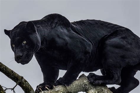Black Panther NetBet