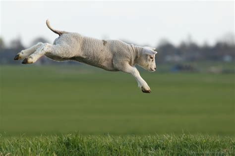 Jumping Sheep LeoVegas
