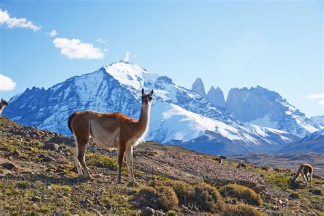 Patagonia Wild Parimatch