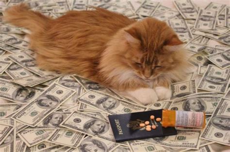 Rich Kittens Betfair