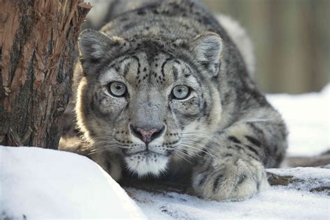 Snow Leopards Betano