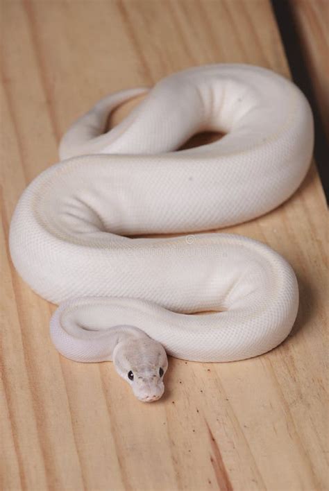White Python Betfair