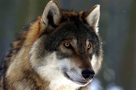 Wild Wolf brabet
